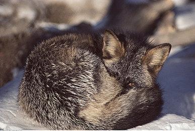 《星球大战：黑暗力量》重制版Steam页面 不支持中文